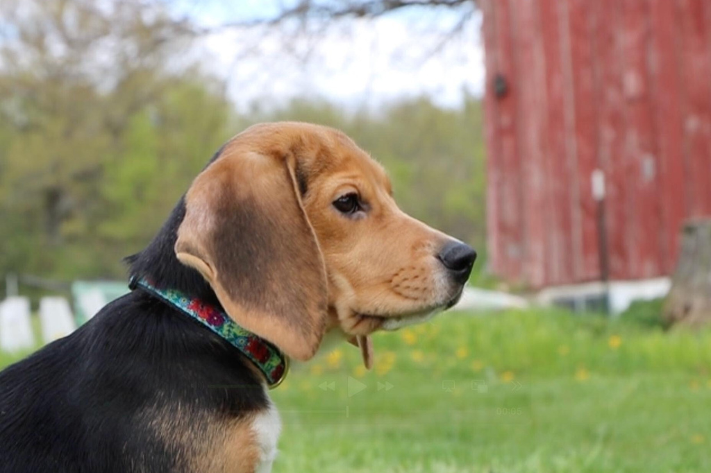 This undated photo provided by Big Dog Ranch Rescue in Loxahatchee, Fla., shows Daisy, one of about 1,500 beagles being removed from Ridglan Farms, a Wisconsin dog breeding and research business. (Big Dog Ranch Rescue via AP)