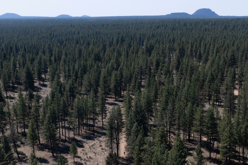 FILE - A person walks along a dirt road in Deschutes National Forest, May 1, 2025, near Bend, Ore. (AP Photo/Jenny Kane, File)
