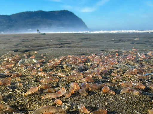 This photo provided by Seaside Aquarium shows skin breathing sea cucumbers sitting on a beach in Seaside, Oregon on Tuesday, Oct. 21, 2025. (Tiffany Boothe/Seaside Aquarium via AP) This photo provided by Seaside Aquarium shows skin breathing sea cucumbers sitting on a beach in Seaside, Oregon on Tuesday, Oct. 21, 2025. (Tiffany Boothe/Seaside Aquarium via AP)