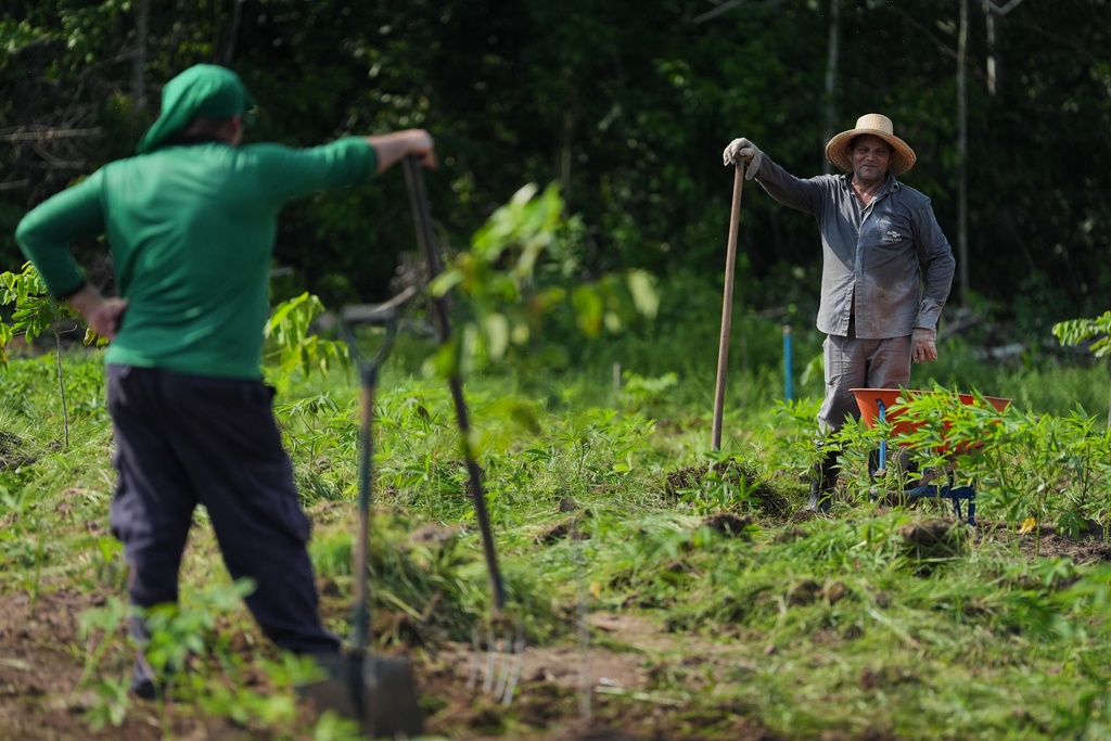 Workers take a break while maintaining a research field of cassava crops at the AgriZone near the COP30 U.N. Climate Summit, Tuesday, Nov. 18, 2025, in Belem, Brazil. (AP Photo/Joshua A. Bickel)