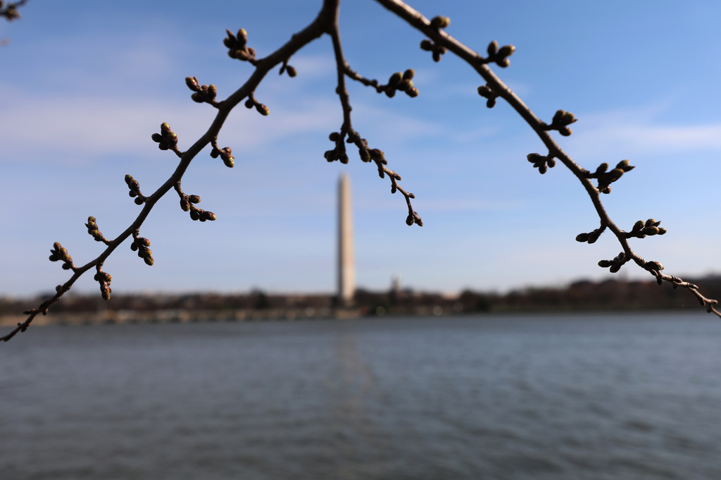 Cherry trees begin to bloom, near the the Washington Monument, at the Tidal Basin in Washington, Friday, March 13, 2026. (AP Photo/Rahmat Gul)