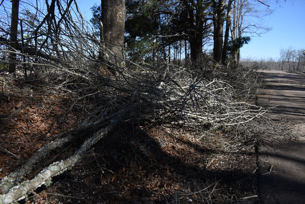 Fallen tree limbs covered roadsides in Oxford, Friday, Feb. 6, 2026 in Oxford, Ms. (AP Photo/Sophie Bates)