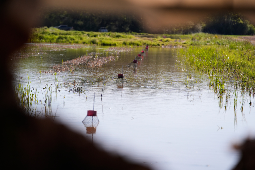 Juan Antonio harvests crawfish traps in a crawfish pond in Crowley, La., Thursday, March 19, 2026. (AP Photo/Gerald Herbert)