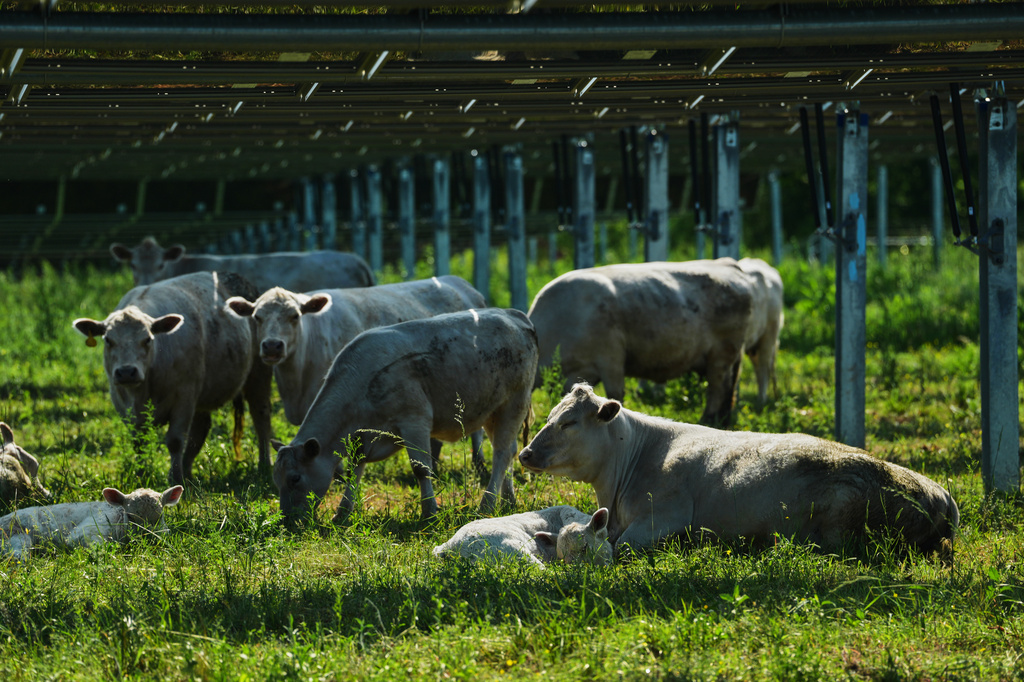 Cattle rest under solar panels Tuesday, April 28, 2026, at a farm in Christiana, Tenn. (AP Photo/Joshua A. Bickel)