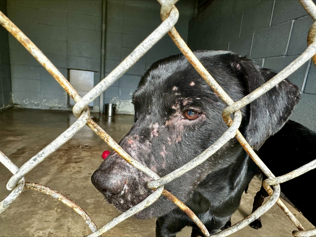 A neglected dog sits with scars on her face at Northshore Humane Society after being rescued near Tupelo, Mississippi, in Covington, La., Thursday, Jan. 22, 2026. (AP Photo/Stephen Smith)
