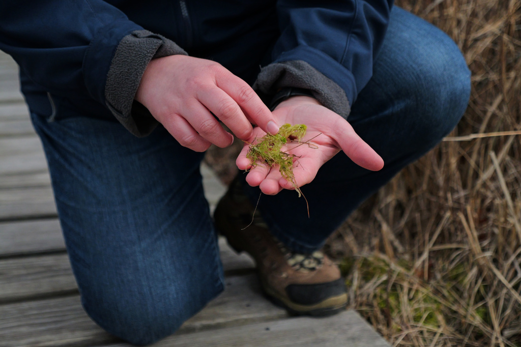 Kim Snyder, an education coordinator at Mass Audubon, a conservation organization, shows sphagnum moss growing at Tidmarsh Wildlife Sanctuary in Plymouth, Mass., Thursday, March 19, 2026. (Julia Vaz/MIT Graduate Program in Science Writing via AP)