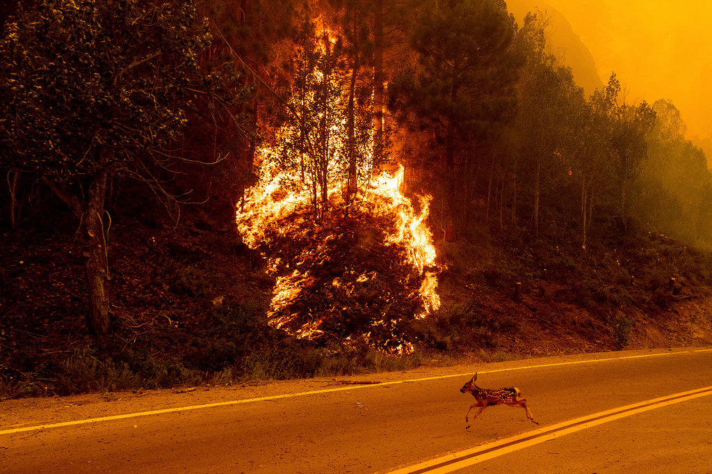 FILE - A fawn sprints across a road as the Sugar Fire, part of the Beckwourth Complex Fire, burns in Plumas National Forest, Calif., July 8, 2021. (AP Photo/Noah Berger, File)
