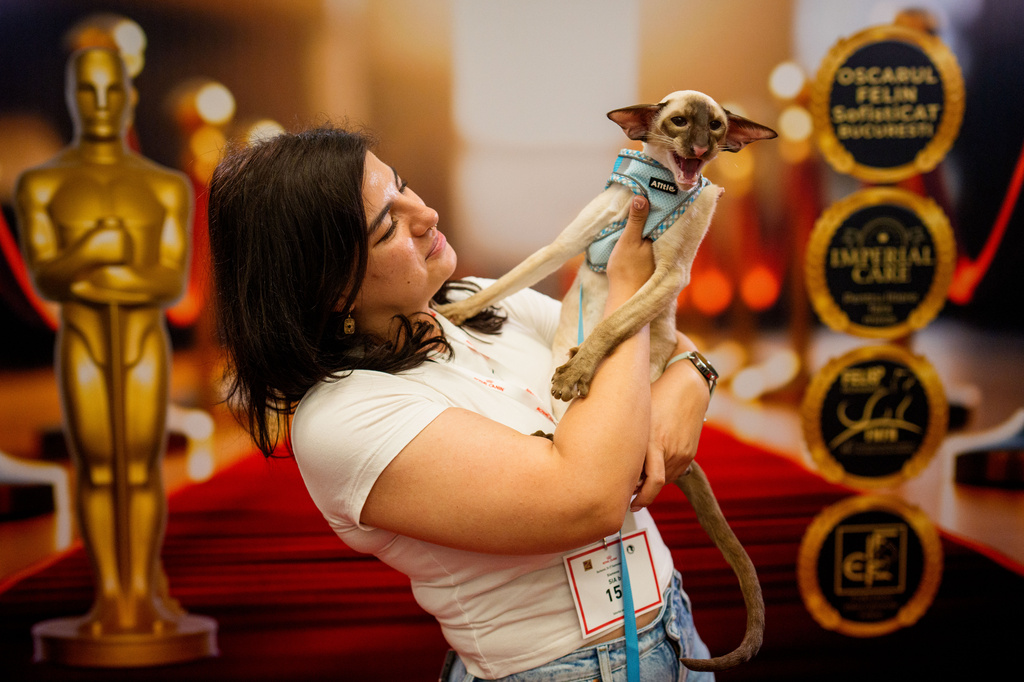 A woman holds Luffy, a Siamese cat, in front of an Oscars themed photo backdrop during an international feline beauty competition, dubbed the Feline Oscars, featuring more than 200 cats in Bucharest, Romania, Saturday, Sept. 26, 2026. (AP Photo/Andreea Alexandru)