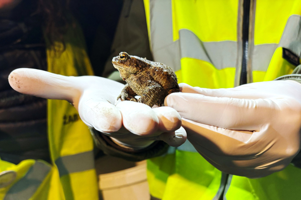 Biologist Krzysztof Klimaszewski holds a common toad during a 'Frog Patrol' in Otrebusy, Poland, Monday, March 30, 2026. (AP Photo/Claudia Ciobanu)