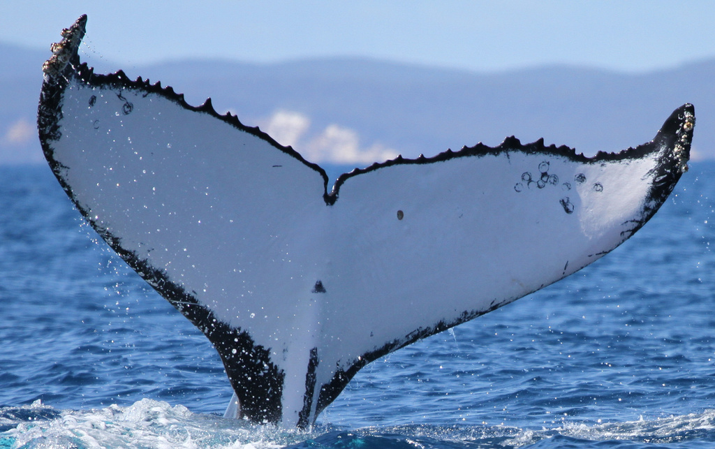 This photo provided by the Pacific Whale Foundation in May 2026, shows the tail markings of a humpback whale that was spotted at breeding sites in Australia and Brazil. (Pacific Whale Foundation via AP)