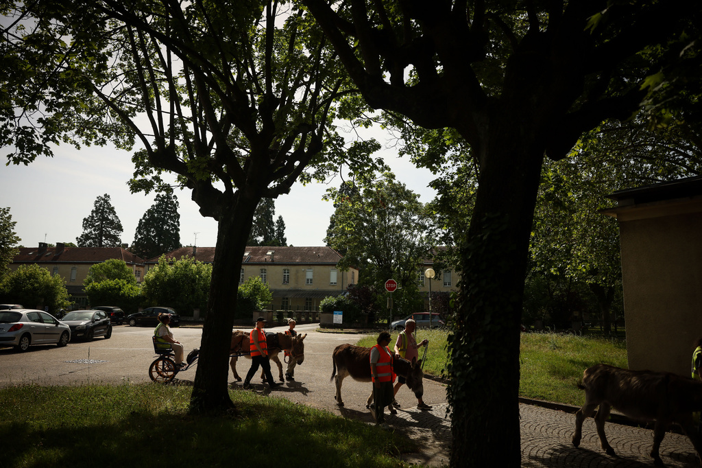 Patients with mental health conditions, assisted by staff members and volunteers, participate in a therapy session involving donkeys at a psychiatric hospital in Neuilly-sur-Marne, in the eastern suburbs of Paris, Friday, May 29, 2026. (AP Photo/Thomas Padilla)