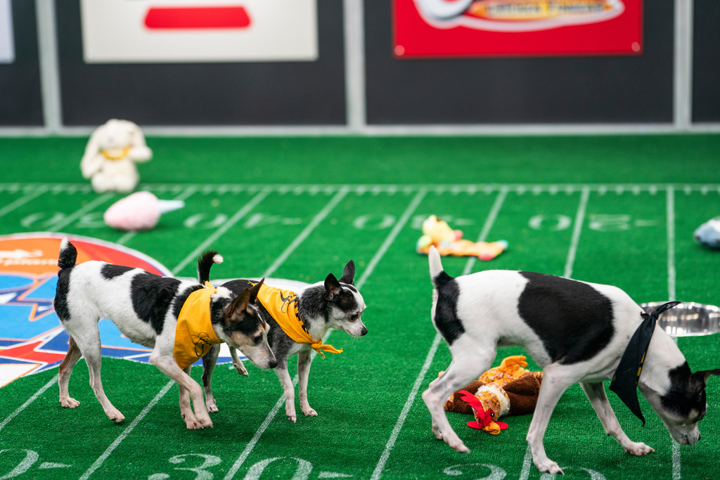 This image released by Warner Bros. Discovery shows dogs participating in Puppy Bowl XXII, airing Sunday across Animal Planet, Discovery, TBS, truTV, HBO Max and discovery+. (Ryan Muir/Warner Bros. Discovery via AP)