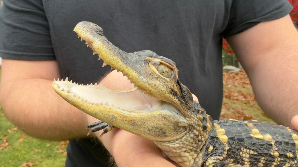 Joe Kenney holds an alligator he rescued after it was discovered in Boston's Charles River, Thursday, Nov. 13, 2025 in Abington, Mass. (AP Photo/Rodrique Ngowi)