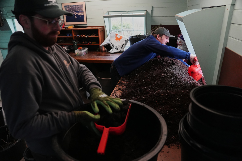 Joe Verstandig, right, and Ian Delmonico, left, mix soil for native tree seedlings at a nursery Wednesday, April 22, 2026, in Newport, R.I. (AP Photo/Joshua A. Bickel)