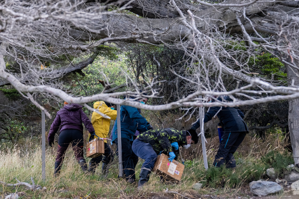 Argentine scientists collect traps placed at different points across Ushuaia, Argentina, Tuesday, May 19, 2026, as part of an investigation for the source of the hantavirus outbreak on the MV Hondius cruise ship. (AP Photo/Lujan Agusti)