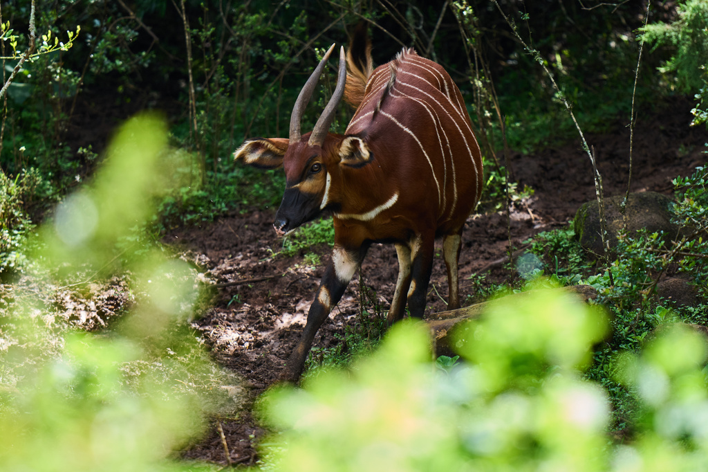 A lone critically endangered mountain bongo moves through the forested landscape of Mount Kenya, Africa's second-highest mountain, in Nanyuki, Laikipia County, Kenya, Friday, May 8, 2026. (AP Photo/Brian Inganga)