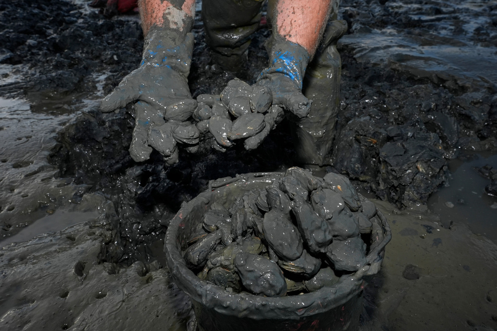 Chad Coffin harvests clams on the Harraseeket River, Tuesday, June 16, 2026, in Freeport, Maine. (AP Photo/Robert F. Bukaty)
