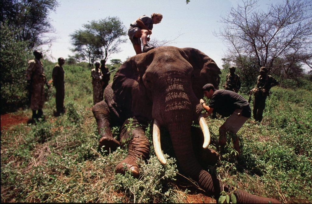 FILE - Dr. Iain Douglas-Hamilton climbs on top of a tranquilized elephant to put on a collar countaining a Global Positioning System (GPS) beacon in the Meru National Park, Kenya, May 21,1998. (AP Photo/Jean-Marc Bouju, File)