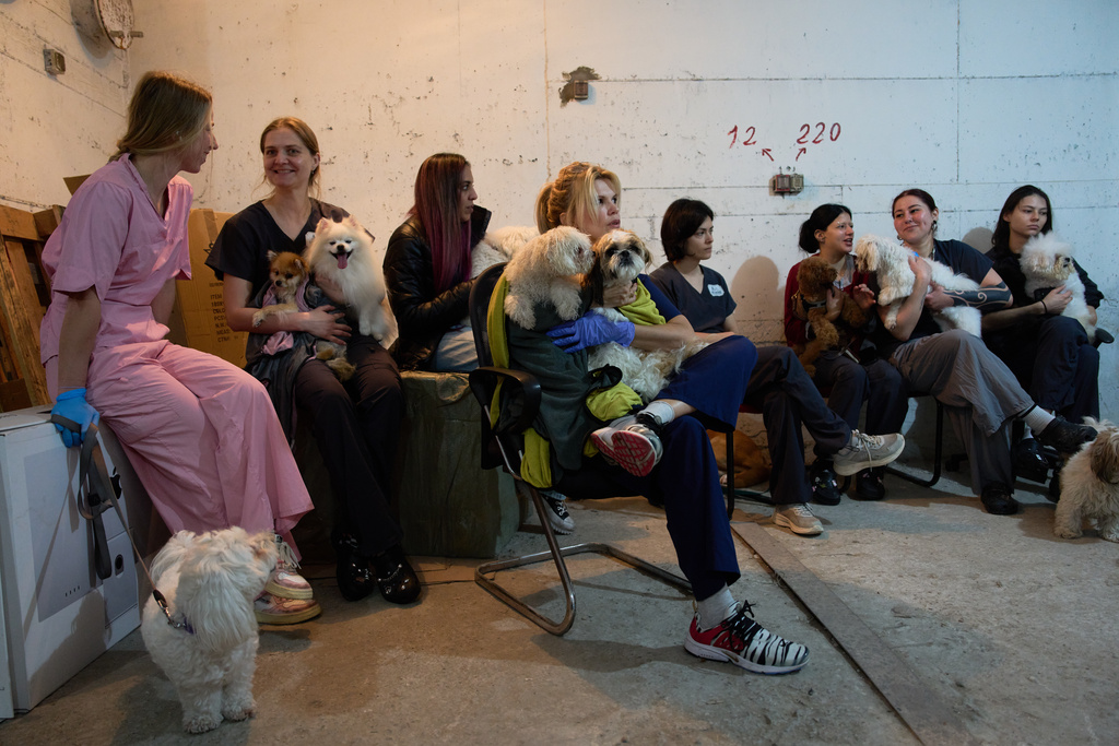 Dog salon workers take cover with the dogs in a bomb shelter as air raid sirens warn of incoming Iranian missile strikes in Ramat Gan, Israel, Wednesday, March 25, 2026. (AP Photo/Oded Balilty)
