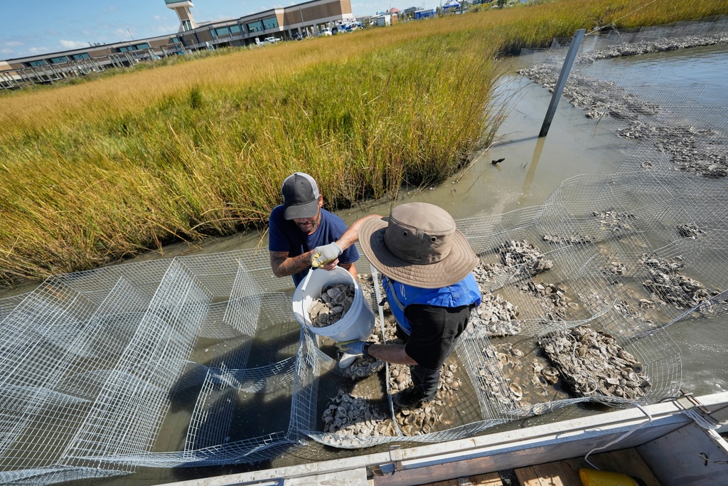 Volunteers fill mesh containments with oyster shells during a reef barrier project organized by the Coalition To Restore Coastal Louisiana in Cocodrie, La., Friday, Oct. 24, 2025. (AP Photo/Gerald Herbert)