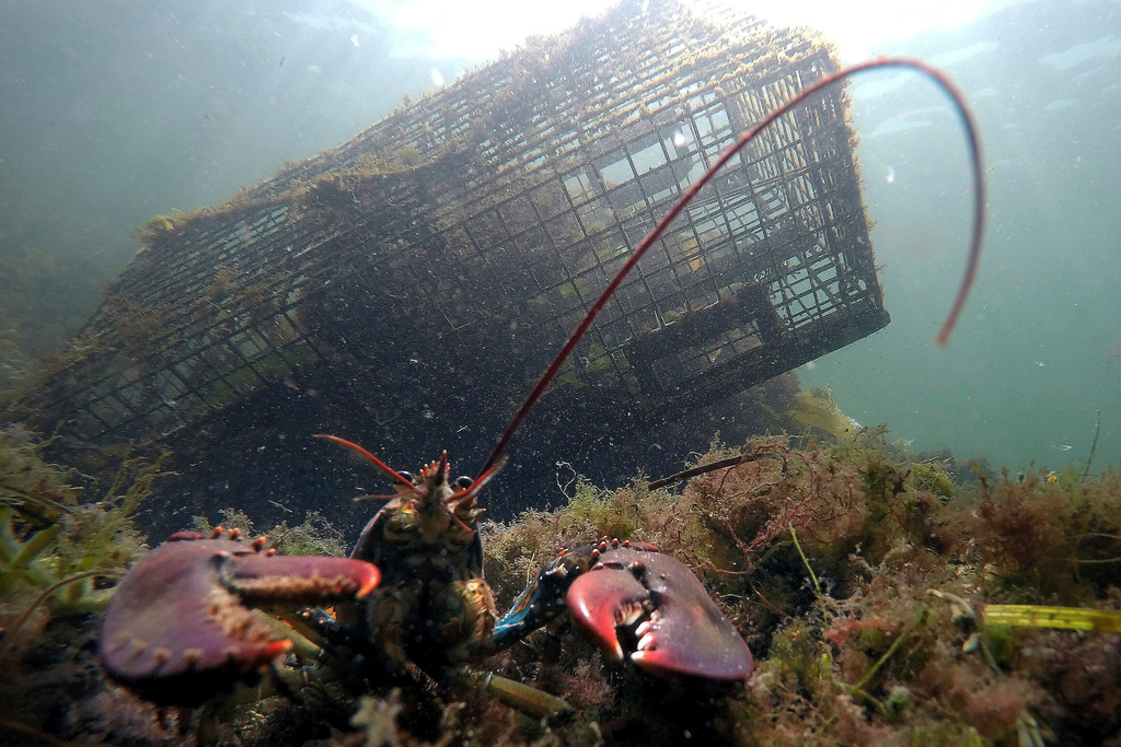 FILE - A lobster guards its territory in front of a trap on Sept. 3, 2018, near Biddeford, Maine. (AP Photo/Robert F. Bukaty, File)