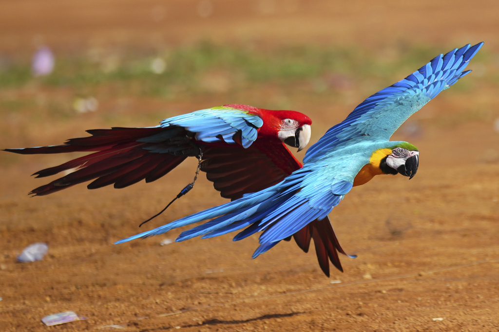 Macaws fly during a training session in Depok, on the outskirts of Jakarta, Indonesia, Saturday, Aug. 16, 2025. (AP Photo/Tatan Syuflana)
