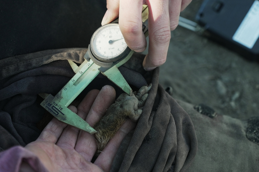 A researcher measures a marmot's foot Thursday, Aug. 6, 2026, in Gothic, Colo. (AP Photo/Brittany Peterson)