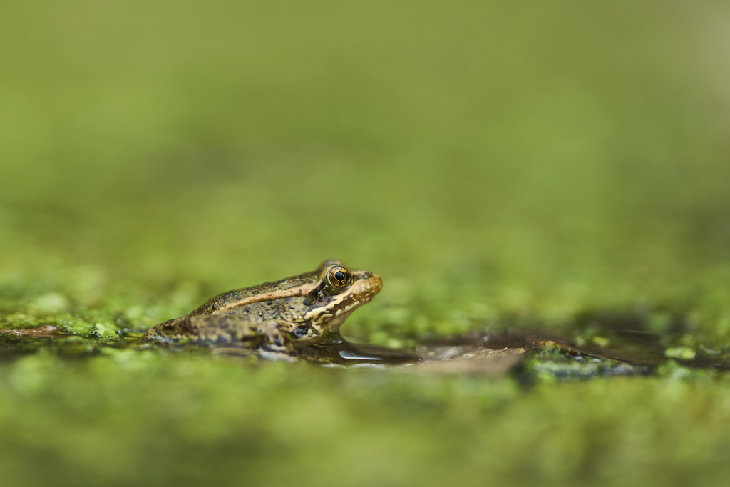 A red-legged froglet peeks out in a restoration pond that is part of a cross-border effort to bring back the native species in both Baja California, Mexico, and Southern California, Monday, Aug. 11, 2025, on a ranch outside of El Coyote, Mexico. (AP Photo/Gregory Bull)