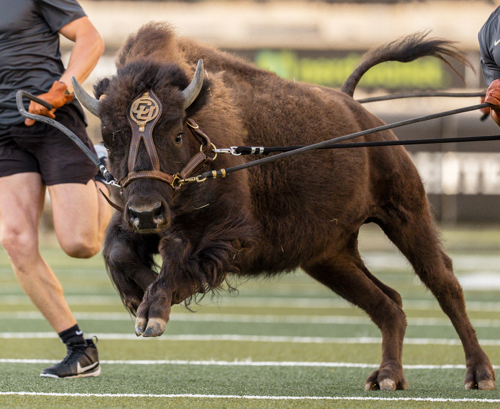 In this image provided by the University of Colorado Athletics, handlers practice with Colorado's new mascot Ralphie VII, a 1-year-old yet-to-be-named bison, Monday, Sept. 15, 2025, at Folsom Field in Boulder, Colo. (CU Athletics via AP)