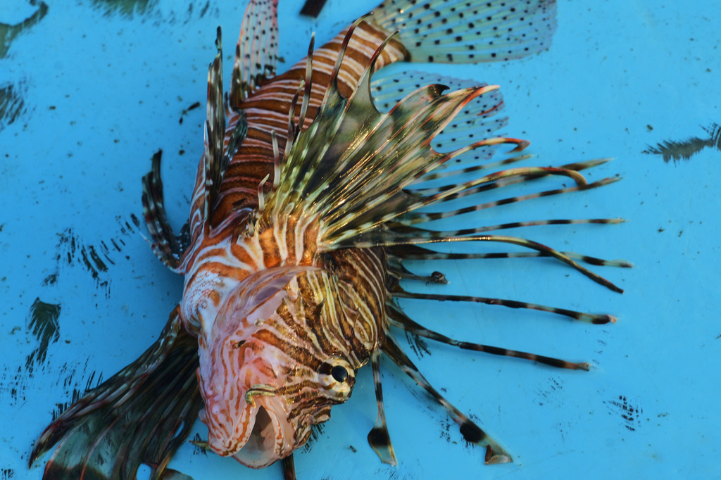 A lionfish lies on a fishing boat off the coast of Larnaca, Cyprus, in the eastern Mediterranean, early Saturday, Dec. 20, 2025. (AP Photo/Petros Karadjias)