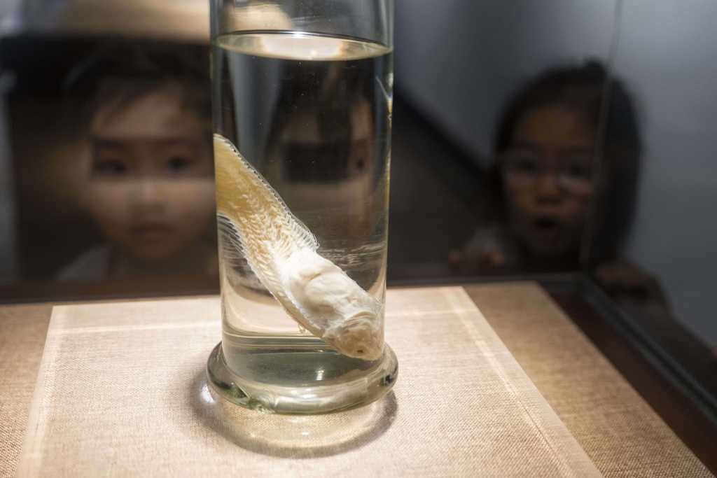 Children stand near an aquatic specimen displayed at the Museum of Hydro-biological Sciences in Wuhan in central China's Hubei province on June 16, 2025. (AP Photo/Ng Han Guan)