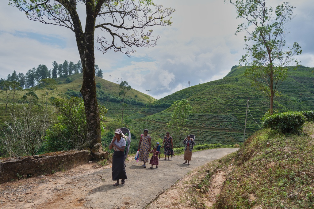 Tea plantation workers walk toward a safety center after their shift in an area affected by floods and landslides after Cyclone Ditwah in Galamuduna Estate in Dolosbage, Sri Lanka, Friday, Dec. 12, 2025. (AP Photo/Eranga Jayawardena)
