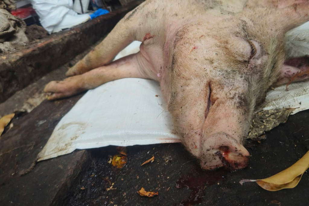 In this photo released by Ministry of Agriculture of Taiwan, a culled pig is seen after reported cases of African swine fever in Taichung, western Taiwan on Oct. 21, 2025. (Ministry of Agriculture of Taiwan via AP)