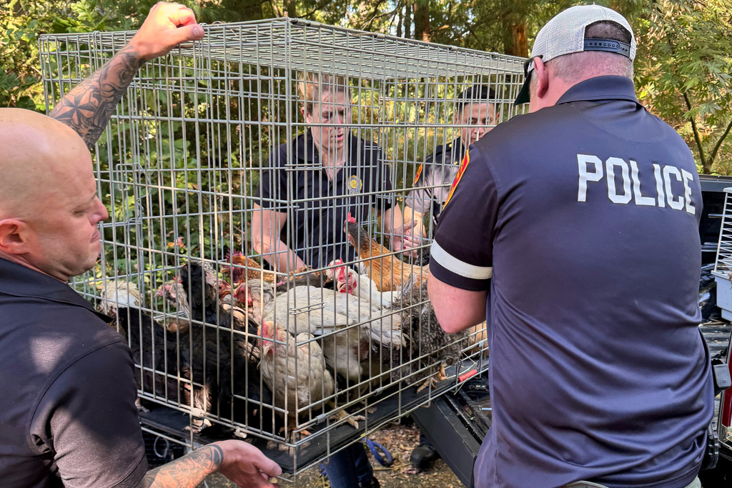 This photo provided by the Suffolk County, N.Y., District Attorney's Office, shows animals being seized from the home of a wildlife rehabilitator in Northport, N.Y. (Suffolk County, N.Y., District Attorney's Office via AP)
