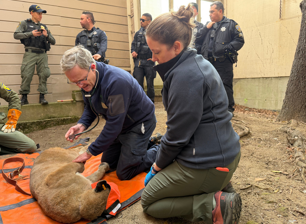 This photo provided by San Francisco Animal Care and Control shows Dr. Adrian Mutlow, left, chief veterinarian at the San Francisco Zoo, examining a mountain lion after it was tranquilized, Tuesday, Jan. 27, 2026, in San Francisco. (San Francisco Animal Care and Control via AP)