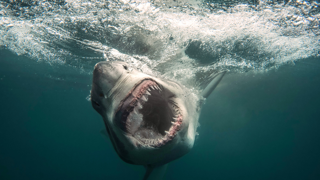 This image released by Discovery Channel shows a great white shark in a scene from the "Shark Week" special "Secrets of the Great White Kill." (Discovery Channel via AP)