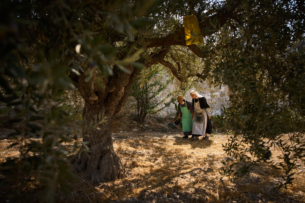 Sister Marie Benedicte, right, and Sister Colomba, two Catholic nuns, walk in their monastery's garden to harvest olives on the Mount of Olives, in Jerusalem, Friday, Oct. 17, 2025. (AP Photo/Oded Balilty)