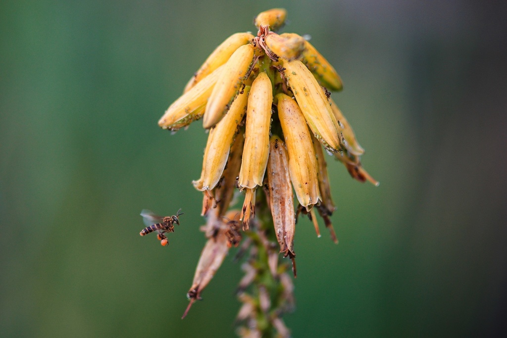 A bee approaches an aloe vera flower, part of the crops of one of the community's sustainable projects, on the outskirts of Puerto Asis, Colombia, Wednesday, Nov. 26, 2025. (AP Photo/Ivan Valencia)