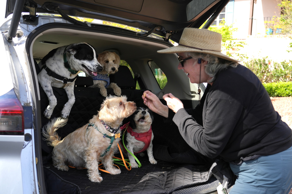 Molly Kenefick, owner of Doggy Lama Pet Care, gives treats to her clients' dogs in the back of her car in Oakland, Calif. on March 26, 2026. (AP Photo/Terry Chea)
