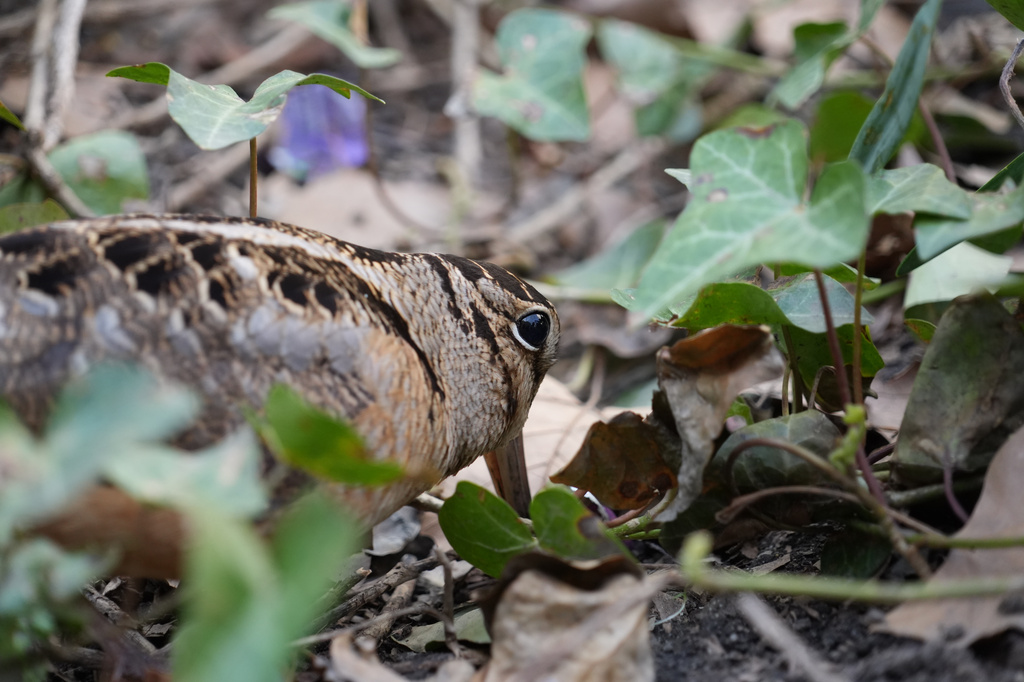 An American woodcock forages as it pauses along its spring migration route at Bryant Park in New York, Wednesday, April 8, 2026. (AP Photo/Emily Wang Fujiyama)