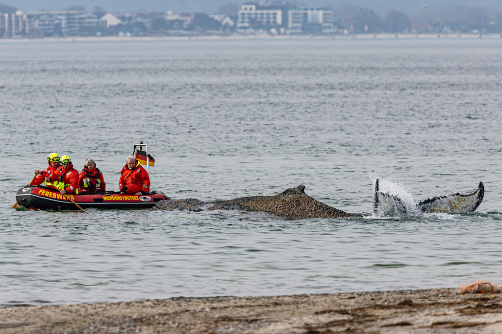 People from the Institute for Terrestrial and Aquatic Wildlife Research and firefighters attempt to free a whale washed up on the beach on the Baltic coast near Timmendorfer Strand, Germany, Monday, March 23, 2026. (Ulrich Perrey/dpa via AP)