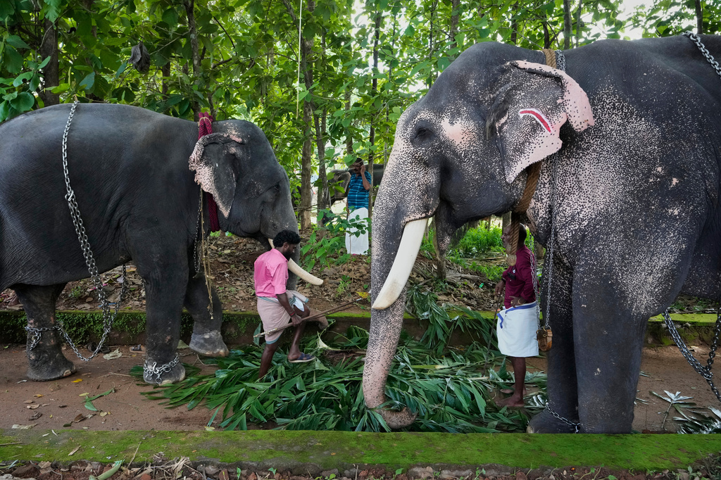 Mahouts feed elephants before they are taken for participation in the elephant pageant, or Gajamela, held as part of an annual festival in Thiruvanvandoor, in the southern Indian state of Kerala, Tuesday, May 19, 2026. (AP Photo/Aijaz Rahi)
