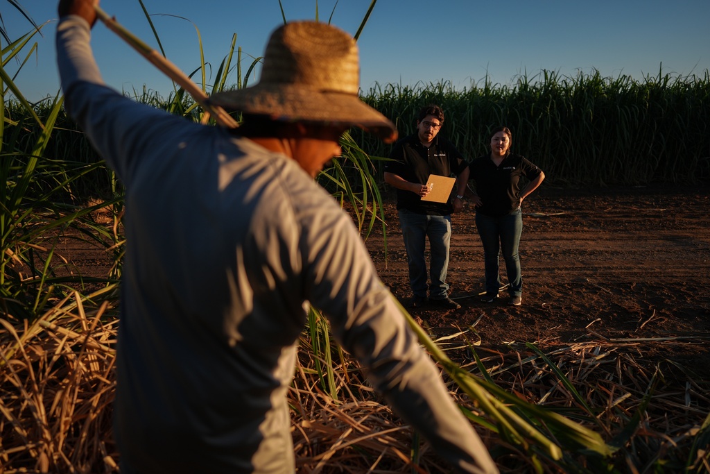 Research assistants Brandon Toji, right, and Michelle Solorio watch as Raul Cruz, foreground, chops sugarcane in Niland, Calif., Thursday, Sept. 11, 2025. (AP Photo/Jae C. Hong)