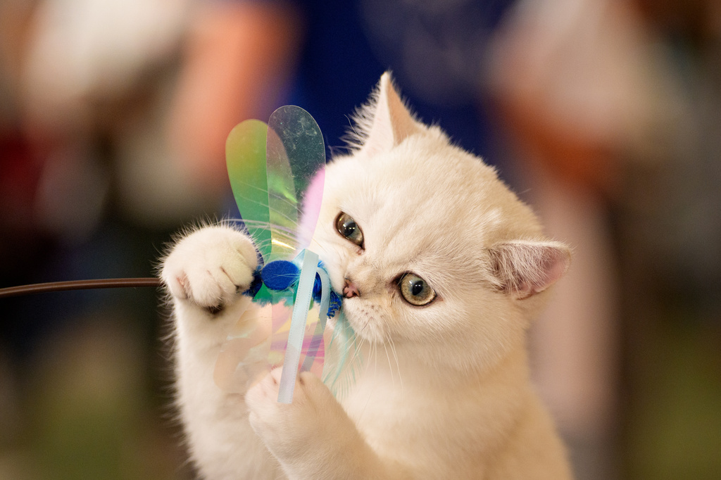 A British Shorthair cat plays during a judging session of an international feline beauty competition, dubbed the Feline Oscars, featuring more than 200 cats, in Bucharest, Romania, Saturday, Sept. 26, 2026. (AP Photo/Andreea Alexandru)