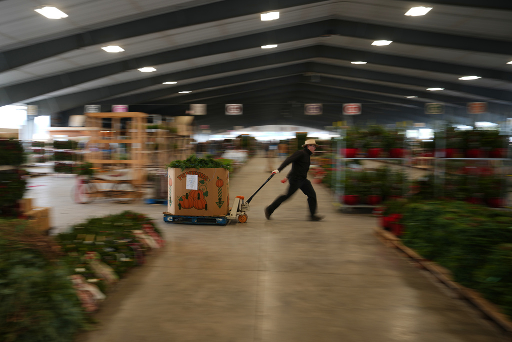A worker transports holiday decorations at Buffalo Valley Produce Auction, Thursday, Nov. 20, 2025, in Mifflinburg, Pa. (AP Photo/Matt Slocum)