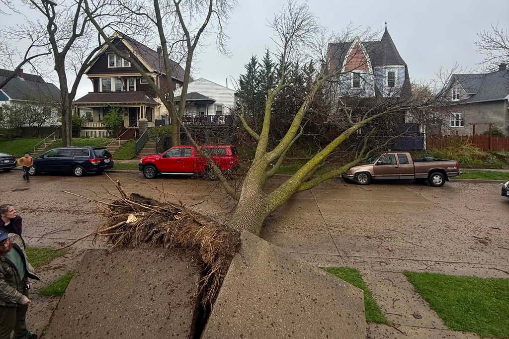 A tree is uprooted by strong winds Monday, April 27, 2026, in Milwaukee. (Carson Kellogg via AP)