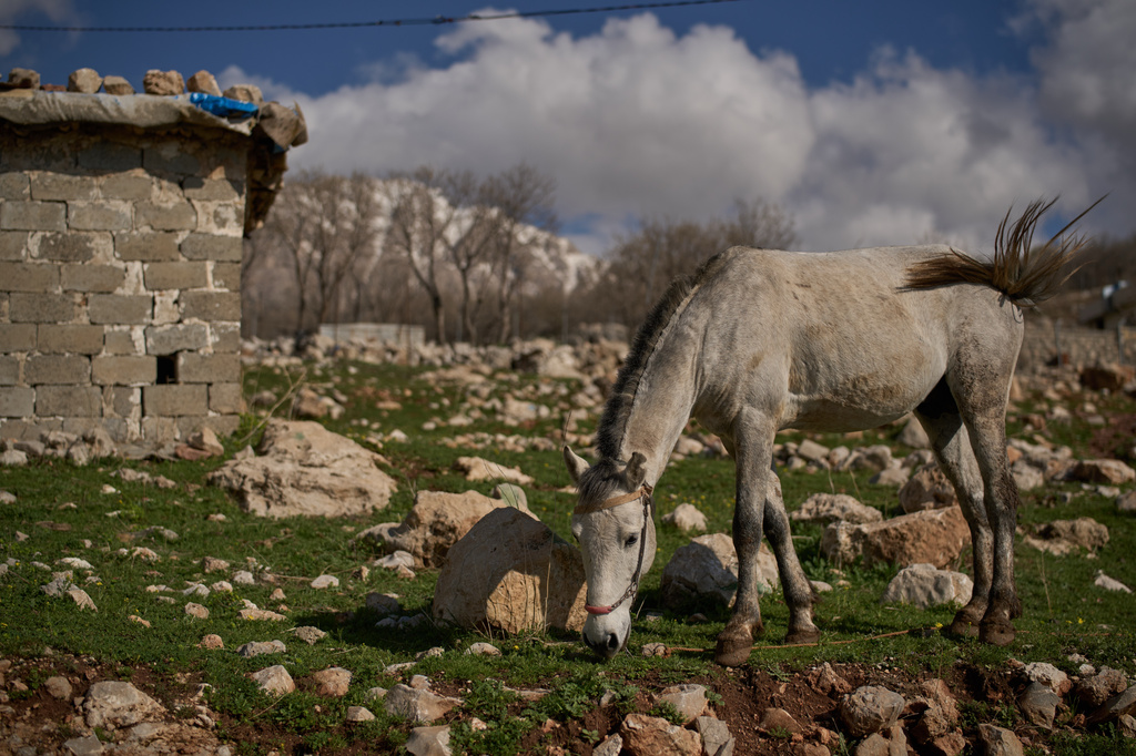 A horse used by Iraq-Iran cross-border smugglers stands at a compound in a village in the mountainous Kurdish region near Halabja, Iraq, Tuesday, March 17, 2026. (AP Photo/Leo Correa)