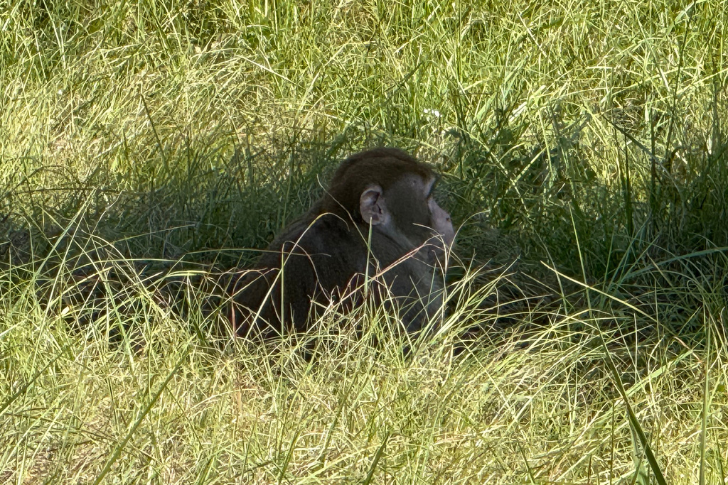 This photo provided by Scotty Ray Boyd shows an escaped monkey sitting in the grass Tuesday, Oct. 28, 2025, in Heidelberg, Miss. (Scotty Ray Boyd via AP)