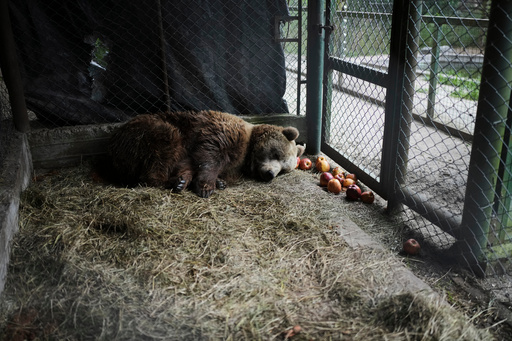 Florencia, a brown bear, lies in her cage at the former Lujan Zoo, which closed in 2020, where in recent days a global animal welfare organization has been treating animals, in Lujan, Argentina, Thursday, Oct. 30, 2025. (AP Photo/Natacha Pisarenko) Florencia, a brown bear, lies in her cage at the former Lujan Zoo, which closed in 2020, where in recent days a global animal welfare organization has been treating animals, in Lujan, Argentina, Thursday, Oct. 30, 2025. (AP Photo/Natacha Pisarenko)