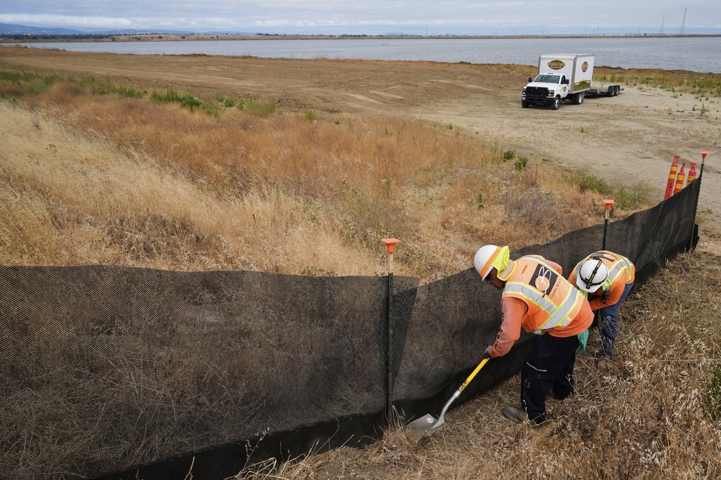 Crew members work on a wildlife exclusion fence at the Pond A2W site of the South Bay Salt Pond Restoration Project in Mountain View, Calif., Thursday, July 24, 2025. (AP Photo/Godofredo A. Vásquez)